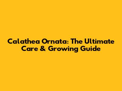 Calathea Ornata: The Ultimate Care & Growing Guide