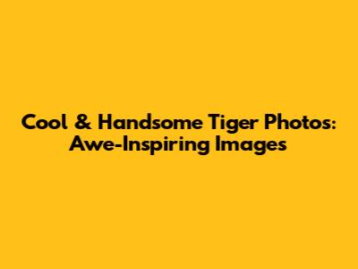 Cool & Handsome Tiger Photos: Awe-Inspiring Images