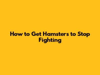 How to Get Hamsters to Stop Fighting