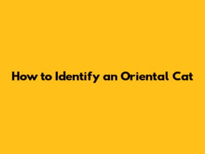 How to Identify an Oriental Cat
