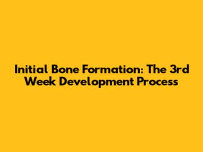 Initial Bone Formation: The 3rd Week Development Process