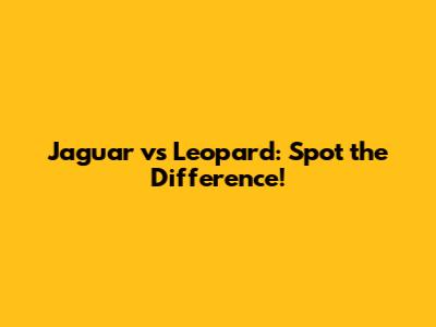 Jaguar vs Leopard: Spot the Difference!