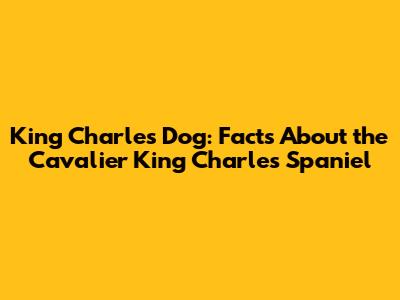 King Charles Dog: Facts About the Cavalier King Charles Spaniel