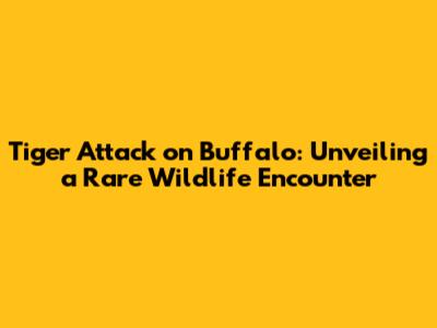 Tiger Attack on Buffalo: Unveiling a Rare Wildlife Encounter