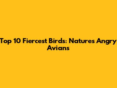 Top 10 Fiercest Birds: Nature's Angry Avians