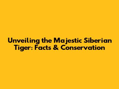 Unveiling the Majestic Siberian Tiger: Facts & Conservation